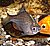 タイバラ・金魚